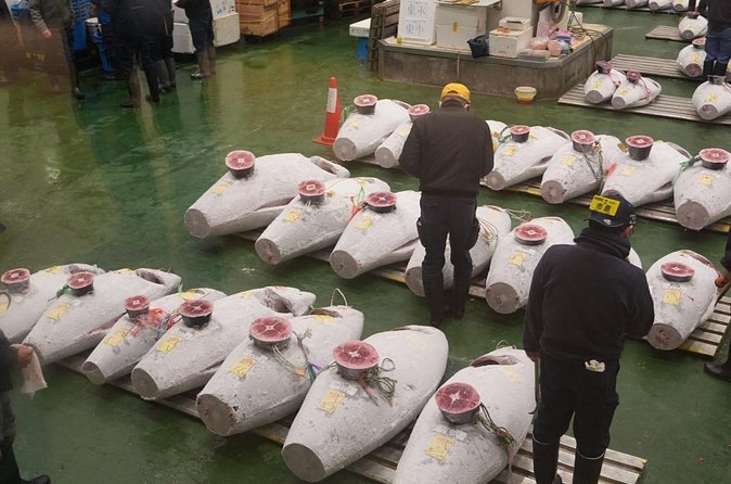 Frozen tuna laid out in rows on the Toyosu Market auction floor before the bidding