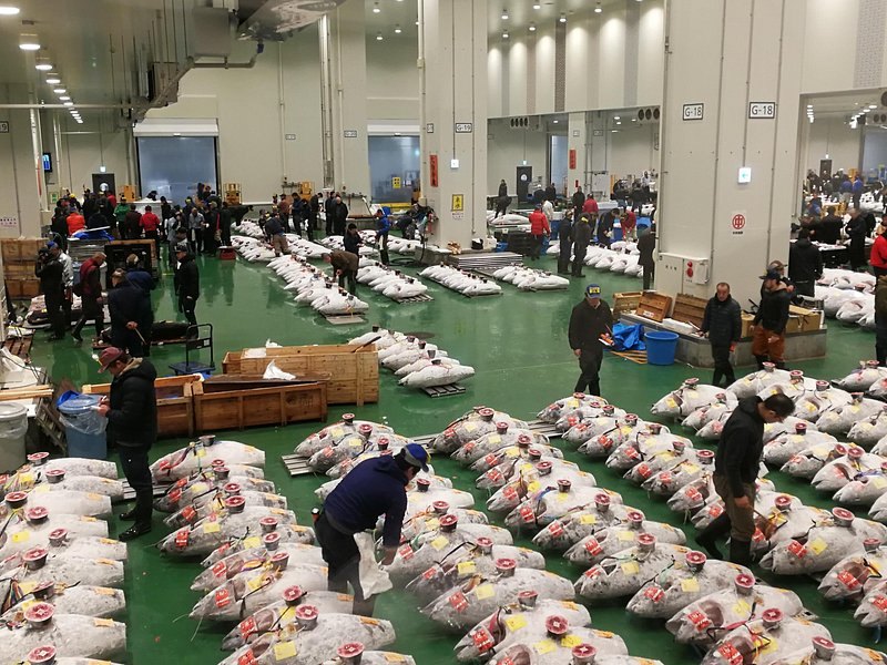 The Toyosu Market auction floor, tuna ranged in rows across the green concrete