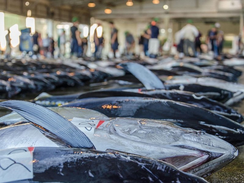Whole tuna laid out in rows on a wet market floor